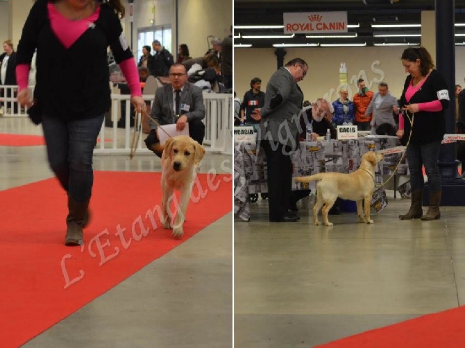 De L'etang Des Vignerons - EXCELLENTS RESULTATS PARIS DOG SHOW