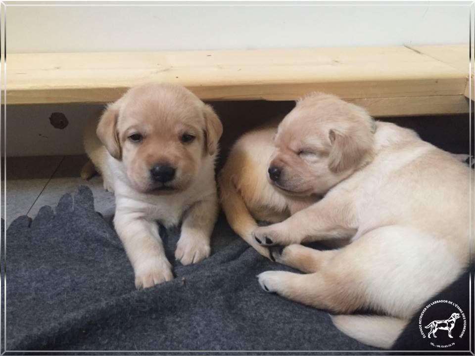 De L'etang Des Vignerons - Les chiots sont déjà bien éveillés