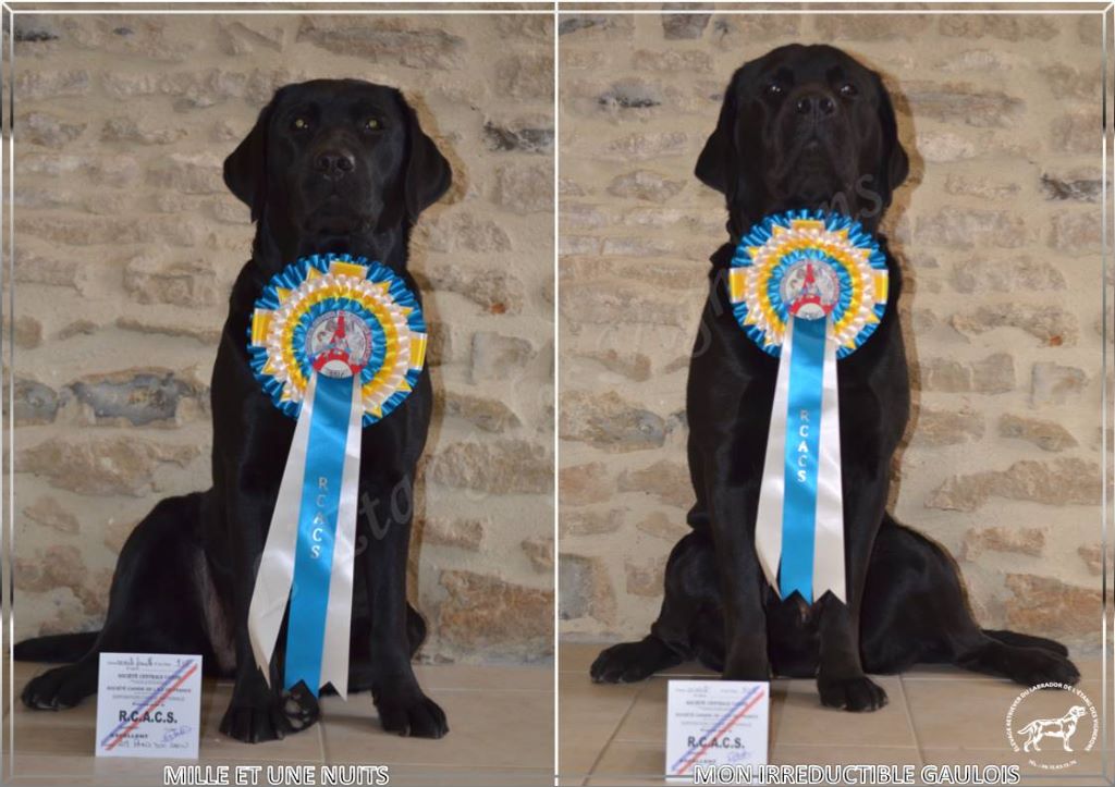 De L'etang Des Vignerons - EXCELLENTS RESULTATS AU PARIS DOG SHOW