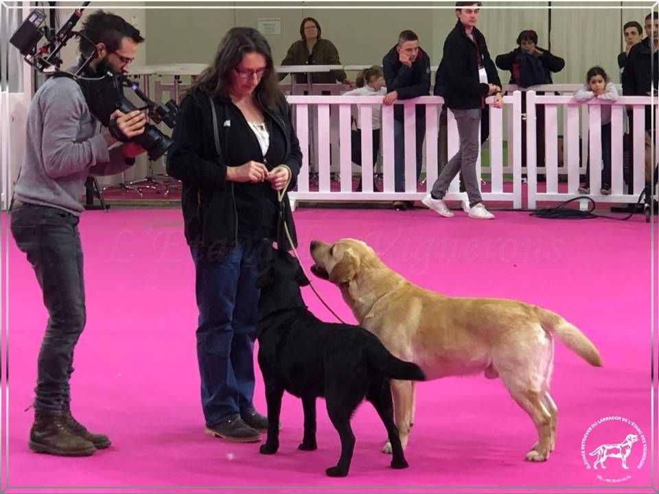 De L'etang Des Vignerons - WEEK-END AU VILLAGE DES CHIENS DE RACE - SIA 2020