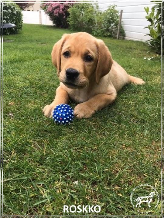 De L'etang Des Vignerons - Concours photo HILL'S chiot et chaton