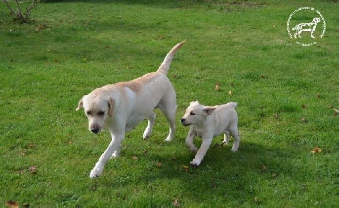 De L'etang Des Vignerons - PLUS DE CHIOTS DISPONIBLES