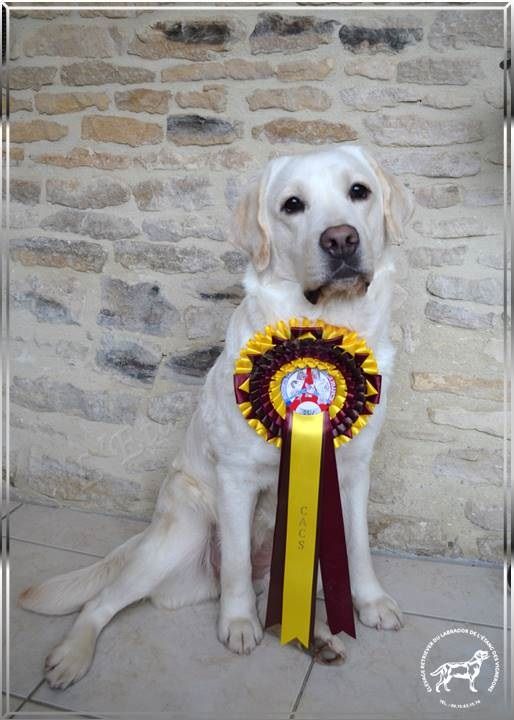 De L'etang Des Vignerons - EXCELLENTS RESULTATS AU PARIS DOG SHOW