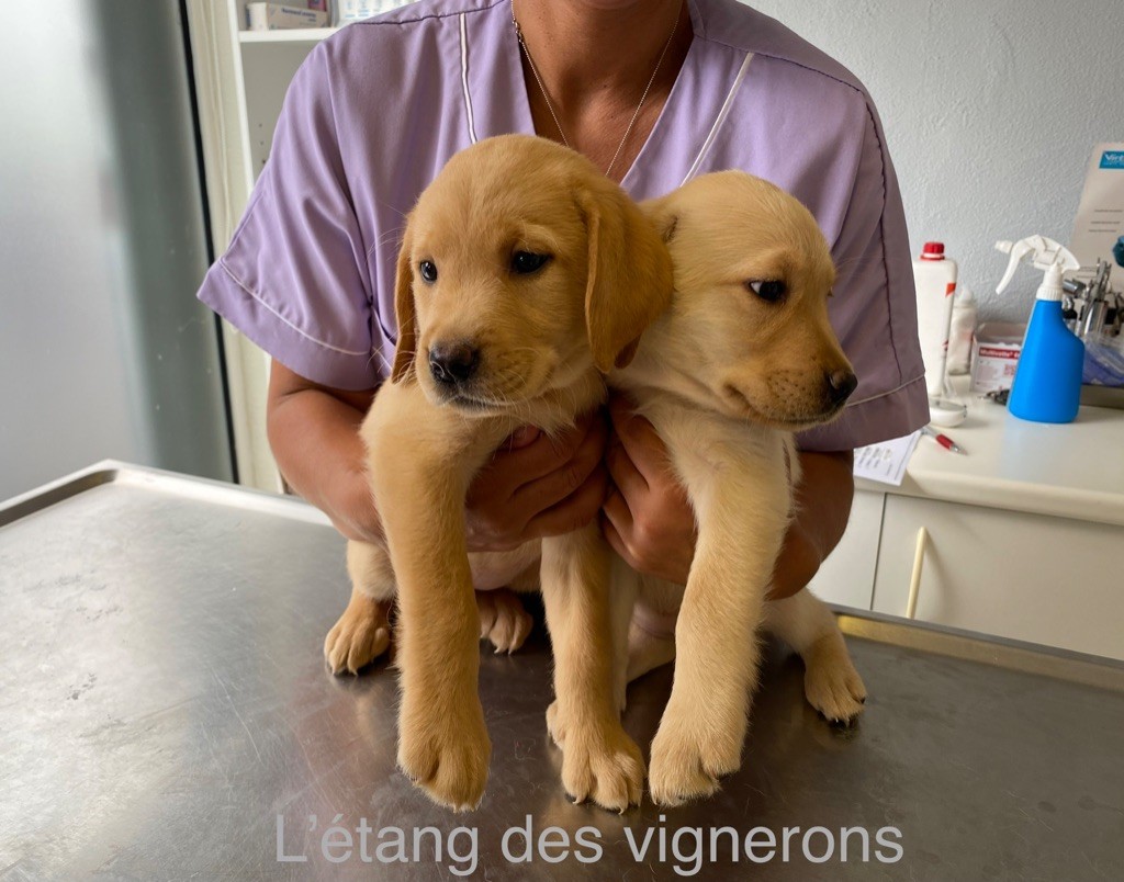 De L'etang Des Vignerons - Vaccin des chiots avant le départ 