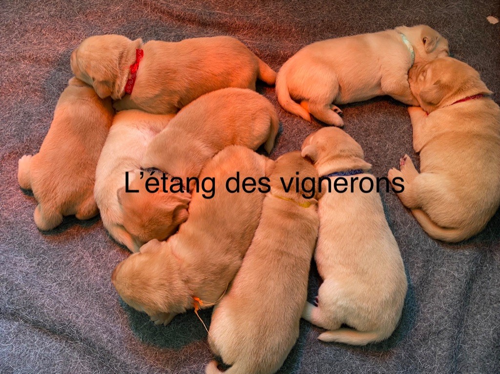 De L'etang Des Vignerons - Les bébés ont déjà 2 semaines 