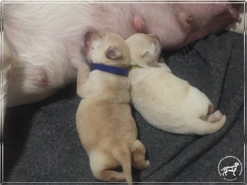 De L'etang Des Vignerons - Les bébés ont déjà 1 semaine