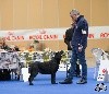  - EXCELLENTS RESULTATS AU PARIS DOG SHOW
