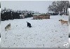  - Les chiens jouent dans la neige
