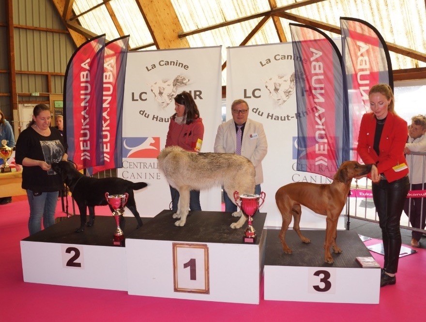 De L'etang Des Vignerons - Photo Ring d'honneur Guebwiller - Journal 