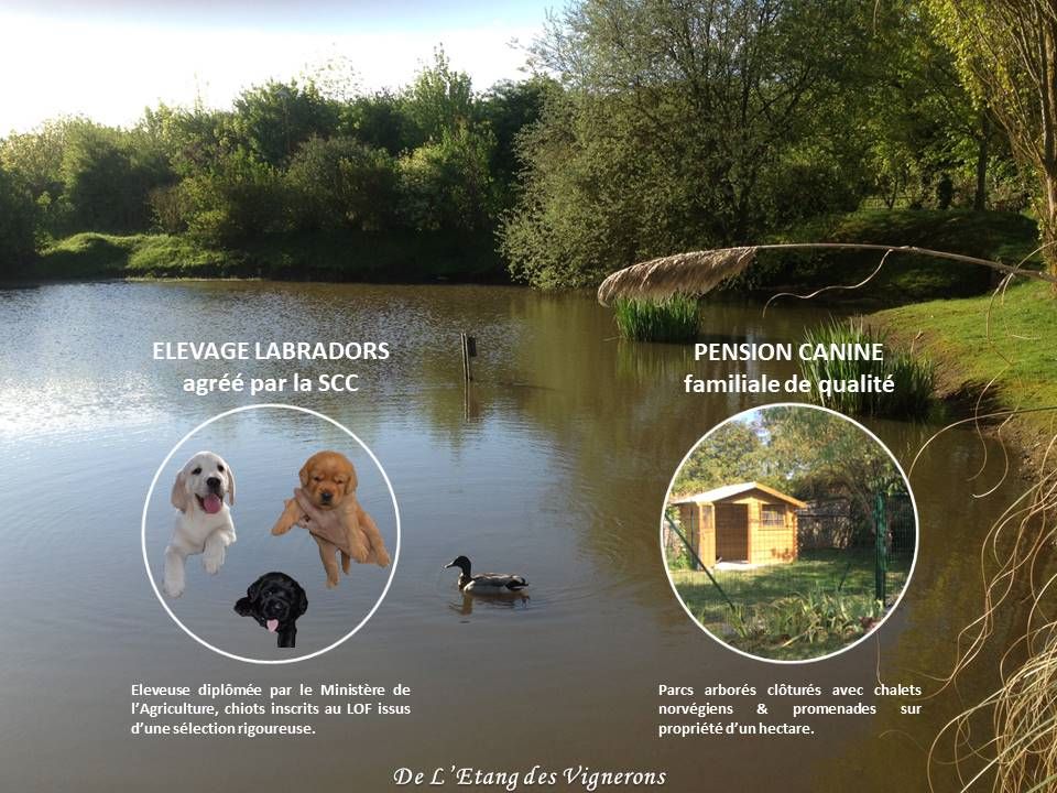 De L'etang Des Vignerons - E.I.R.L. ESTELLE PAVARD - ELEVAGE ET PENSION CANINE