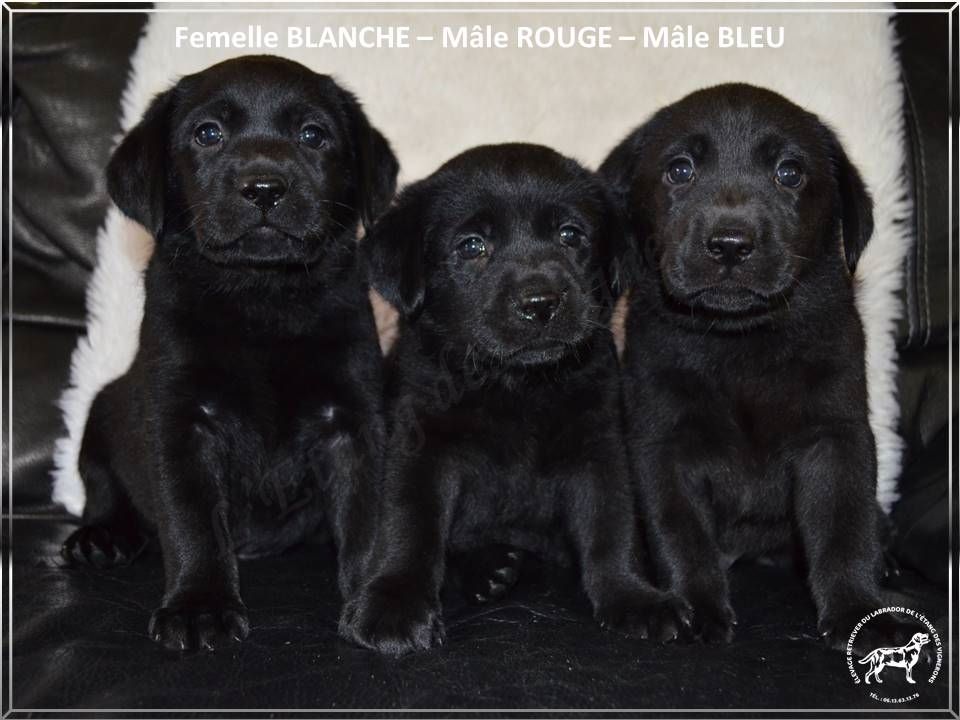 De L'etang Des Vignerons - Les chiots noirs...