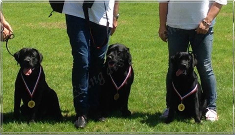 De L'etang Des Vignerons - 3e BEST IN SHOW ESPOIR - Régionale Fontainebleau