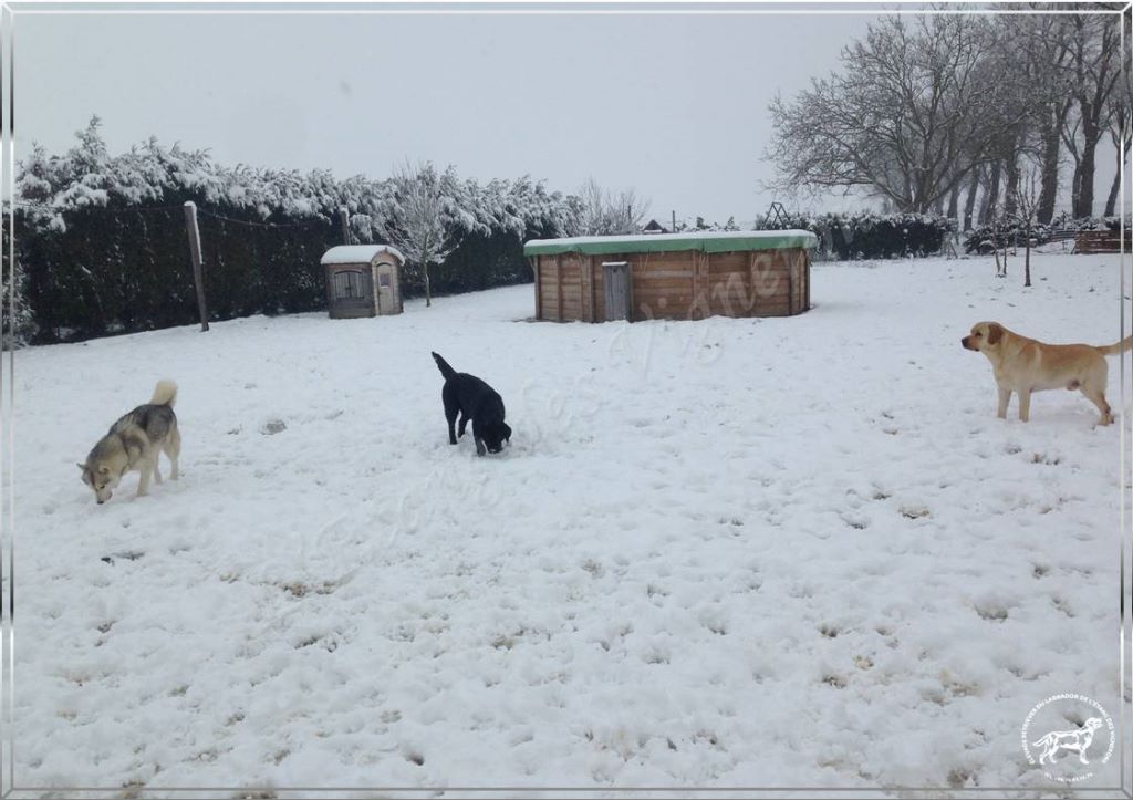 De L'etang Des Vignerons - Les chiens jouent dans la neige