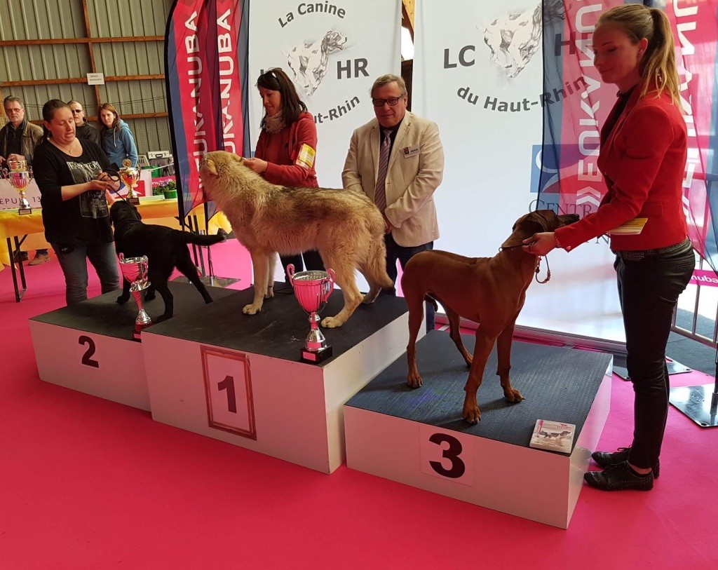 De L'etang Des Vignerons - 2e BEST IN SHOW PUPPY Guebwiller