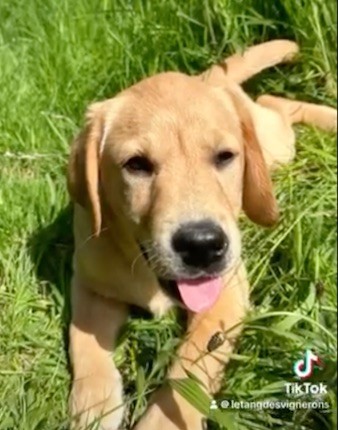 De L'etang Des Vignerons - Chiot disponible  - Labrador Retriever