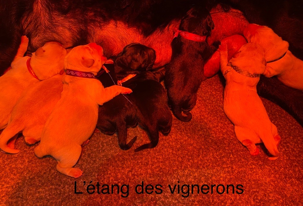 chiot Labrador Retriever De L'etang Des Vignerons