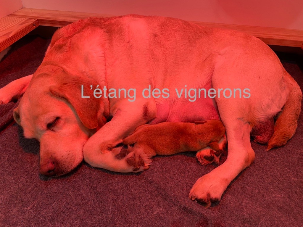 chiot Labrador Retriever De L'etang Des Vignerons