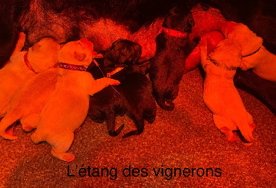 De L'etang Des Vignerons - Labrador Retriever - Portée née le 19/05/2022