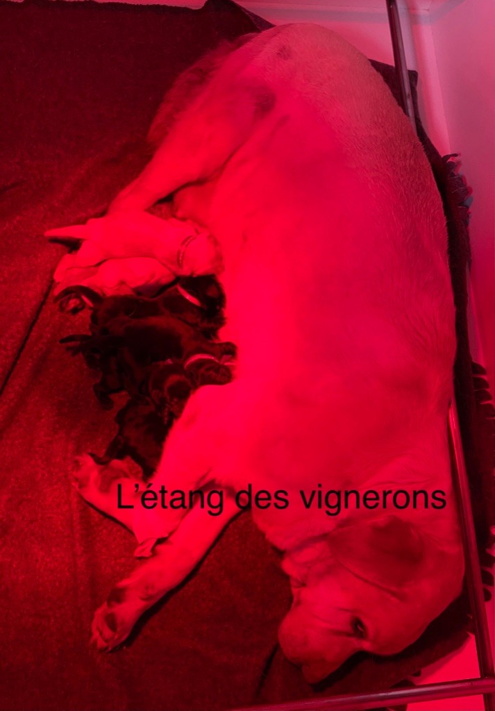 De L'etang Des Vignerons - Labrador Retriever - Portée née le 19/09/2021