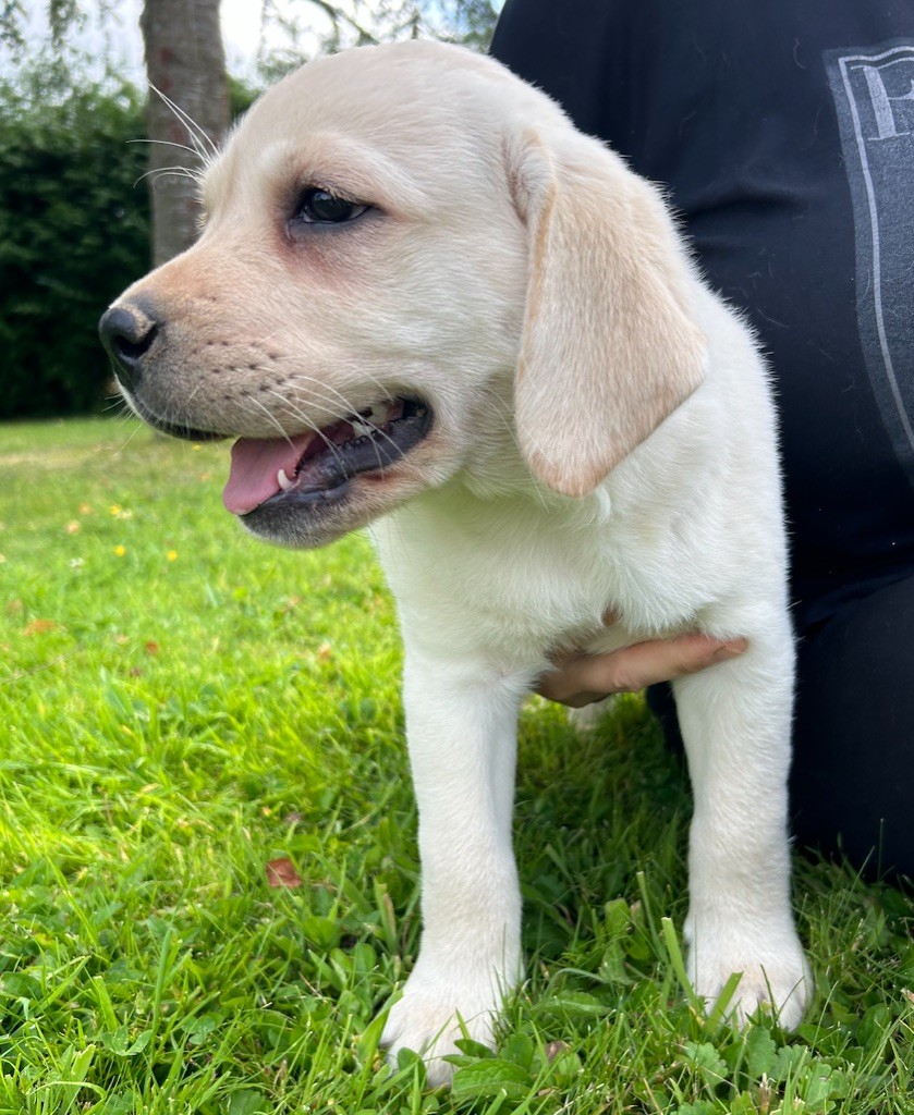 De L'etang Des Vignerons - Chiot disponible  - Labrador Retriever