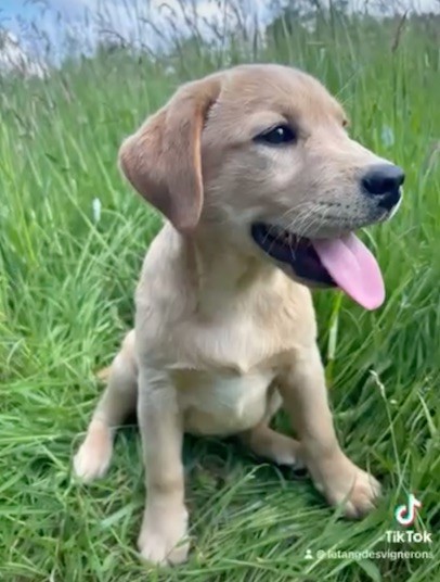 De L'etang Des Vignerons - Chiot disponible  - Labrador Retriever