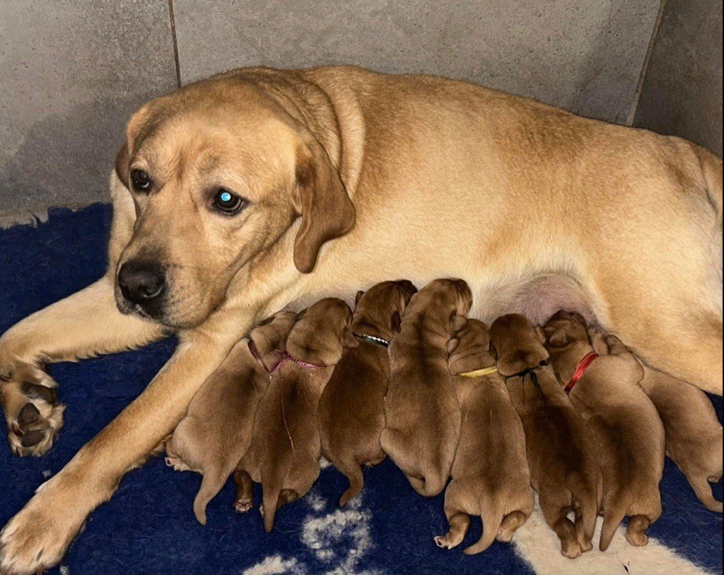 De L'etang Des Vignerons - Chiot disponible  - Labrador Retriever