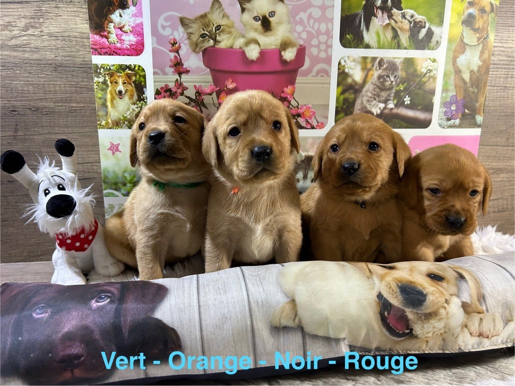 De L'etang Des Vignerons - Chiot disponible  - Labrador Retriever