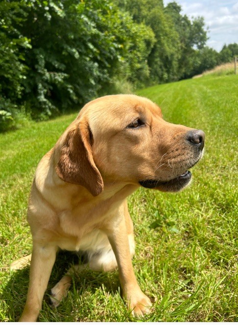 Somebody to love De L'etang Des Vignerons