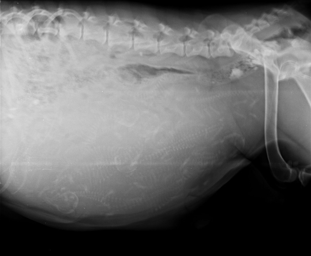 CHIOTS RED FOX ATTENDUS