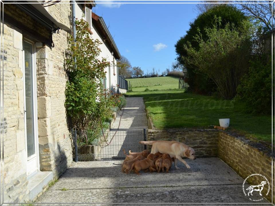 De L'etang Des Vignerons - Les chiots ont déjà 6 semaines