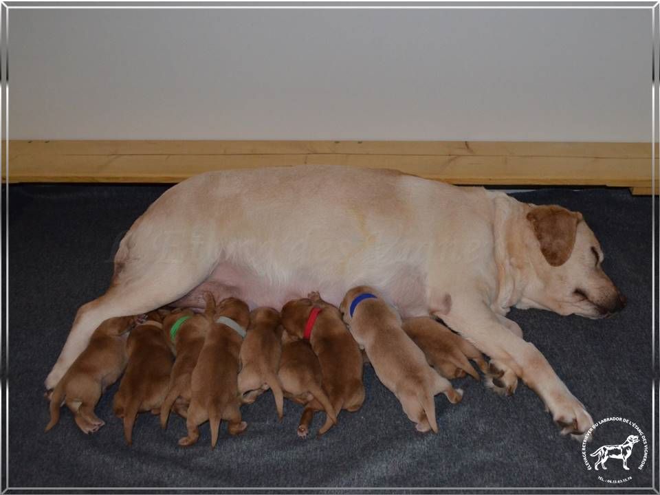 De L'etang Des Vignerons - MAGNIFIQUES CHIOTS RED FOX