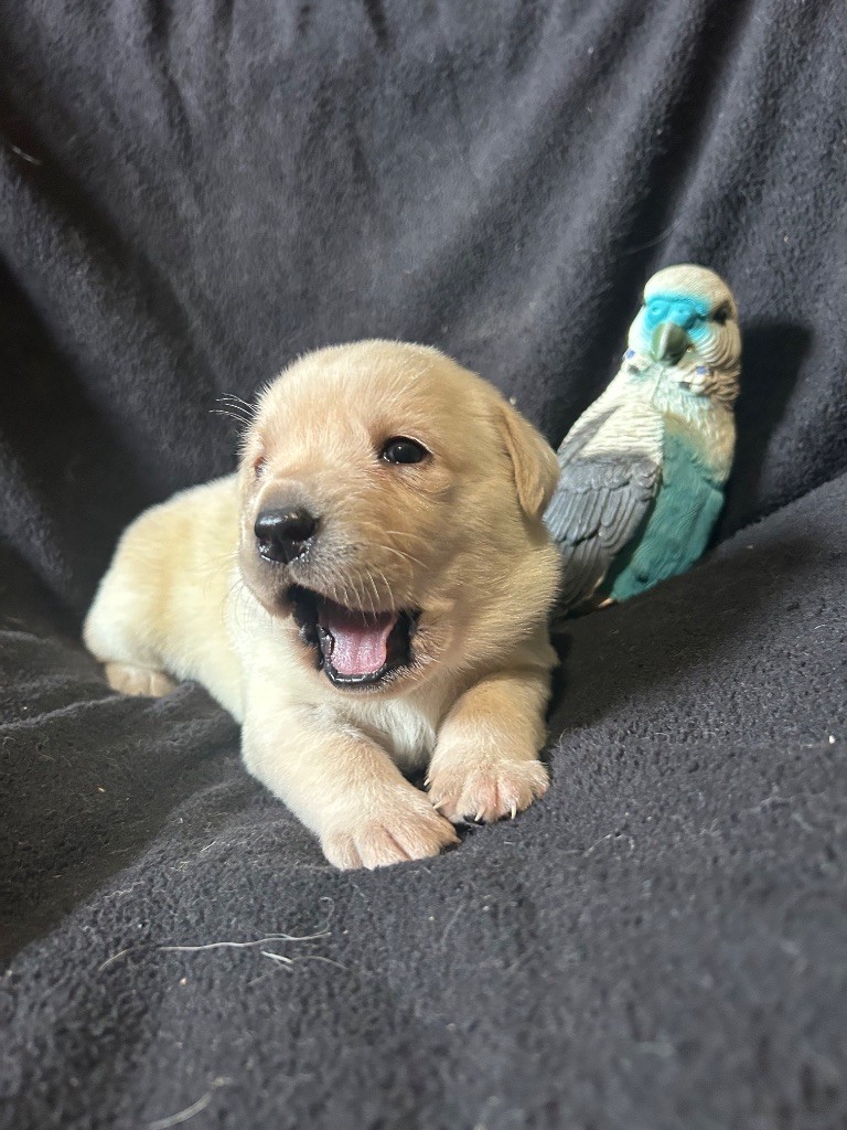 Magnifique femelle sable disponible