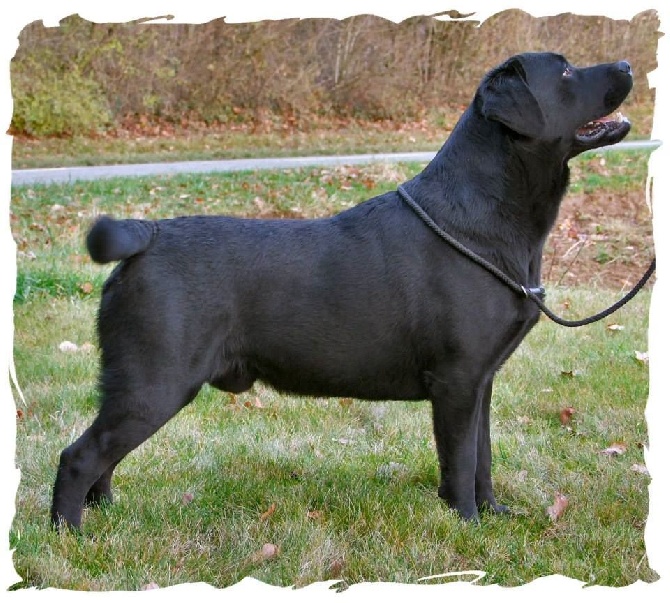 De L'etang Des Vignerons - LE PERE DES CHIOTS - UN MALE MAGNIFIQUE