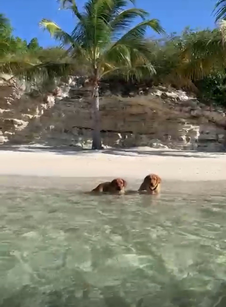 De L'etang Des Vignerons - AGENT SPÉCIAL 007 & AURORE BORÉALE sont partis vivre dans les CARAÏBES