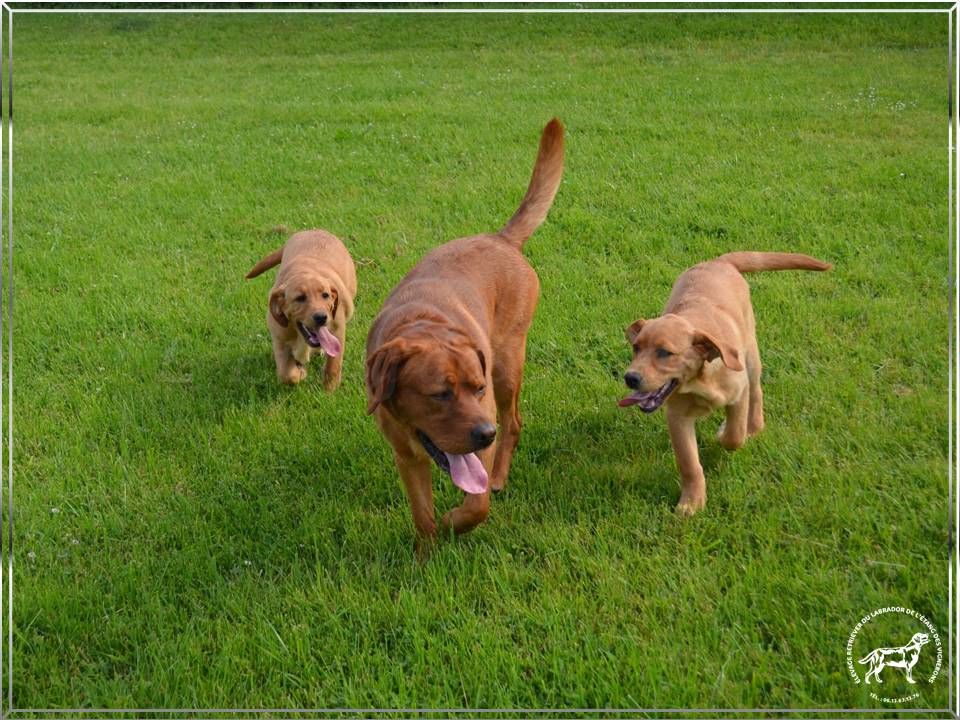 De L'etang Des Vignerons - Les chiots ont reçu la visite de papa