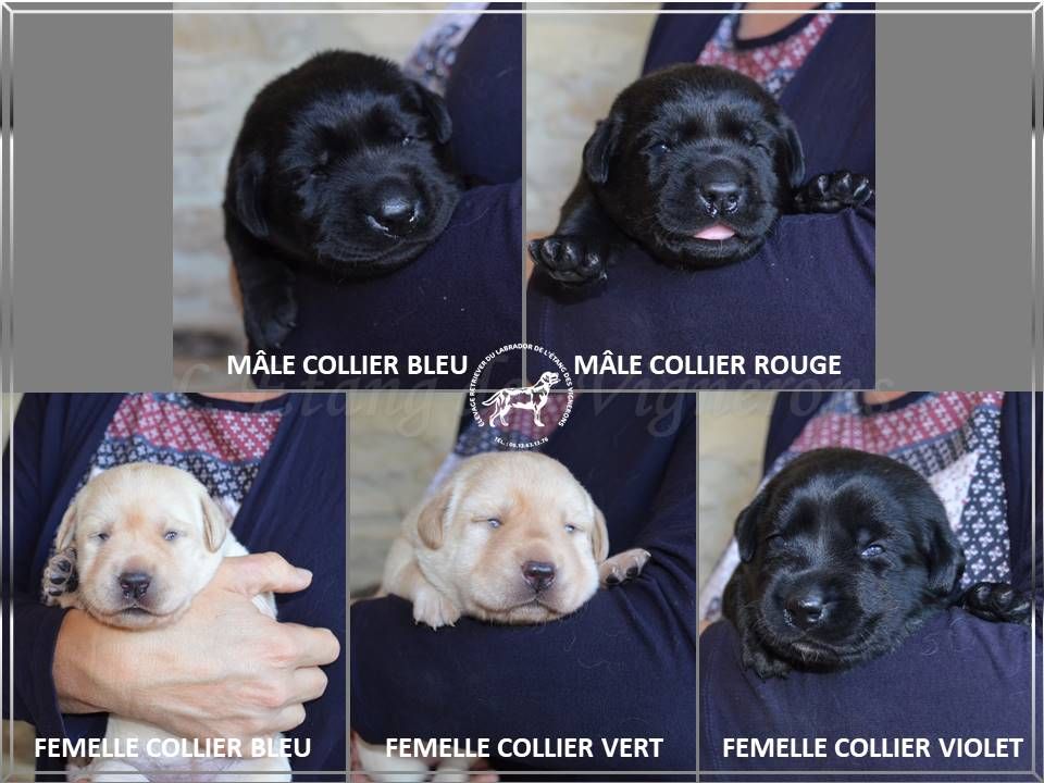 De L'etang Des Vignerons - Les chiots ont déjà 2 semaines