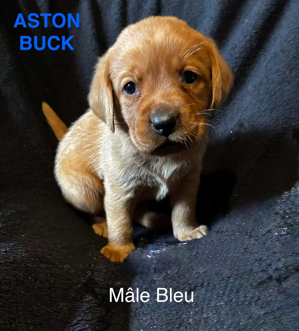 De L'etang Des Vignerons - Labrador Retriever - Portée née le 17/11/2025