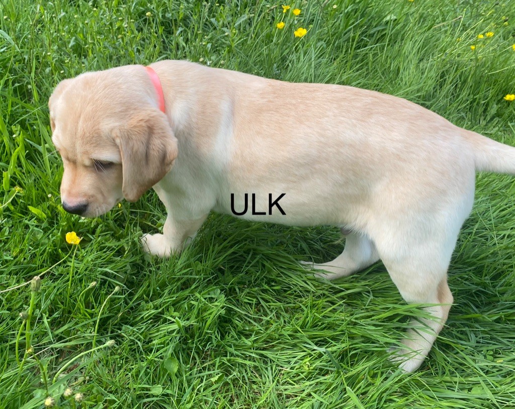 De L'etang Des Vignerons - Labrador Retriever - Portée née le 06/03/2023