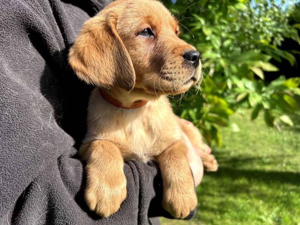 De L'etang Des Vignerons - Chiots disponibles - Labrador Retriever