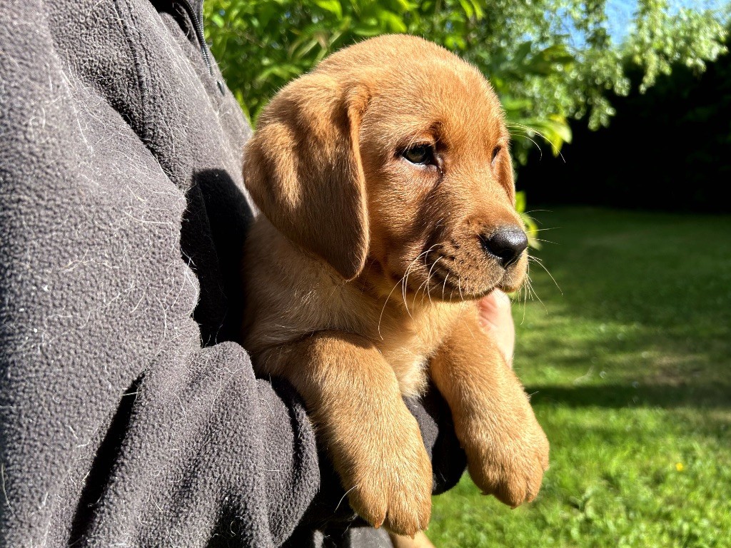 De L'etang Des Vignerons - Chiots disponibles - Labrador Retriever