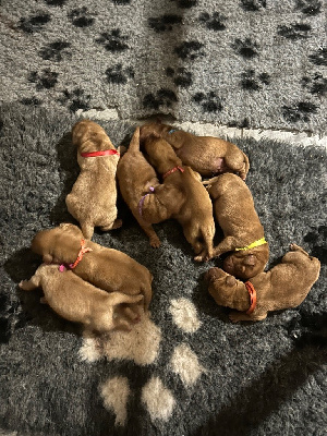 Femelle red fox ruban VIOLET