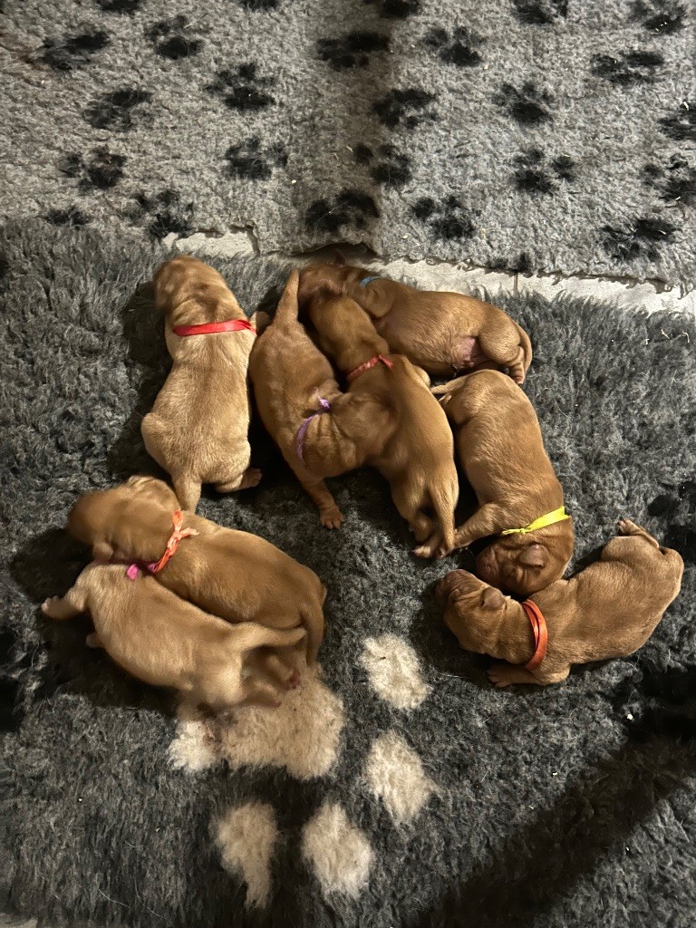 De L'etang Des Vignerons - Chiots disponibles - Labrador Retriever