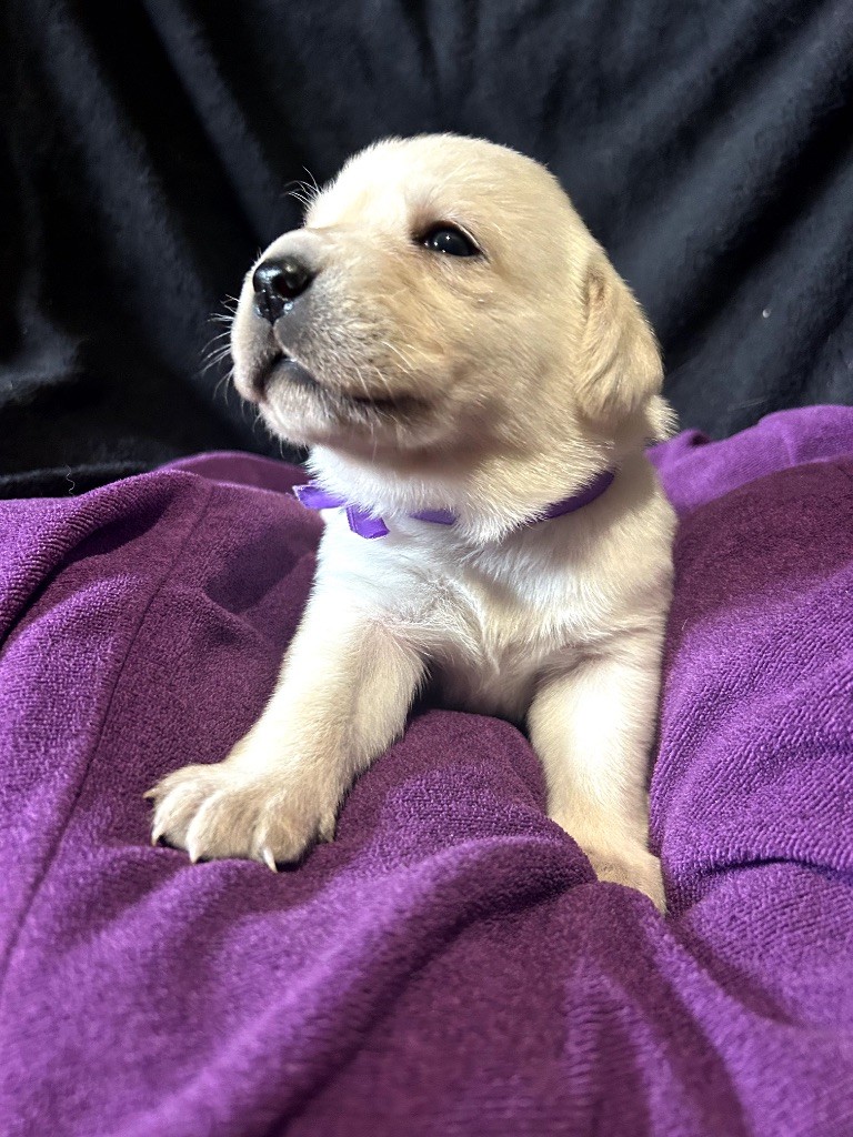 De L'etang Des Vignerons - Labrador Retriever - Portée née le 09/10/2025