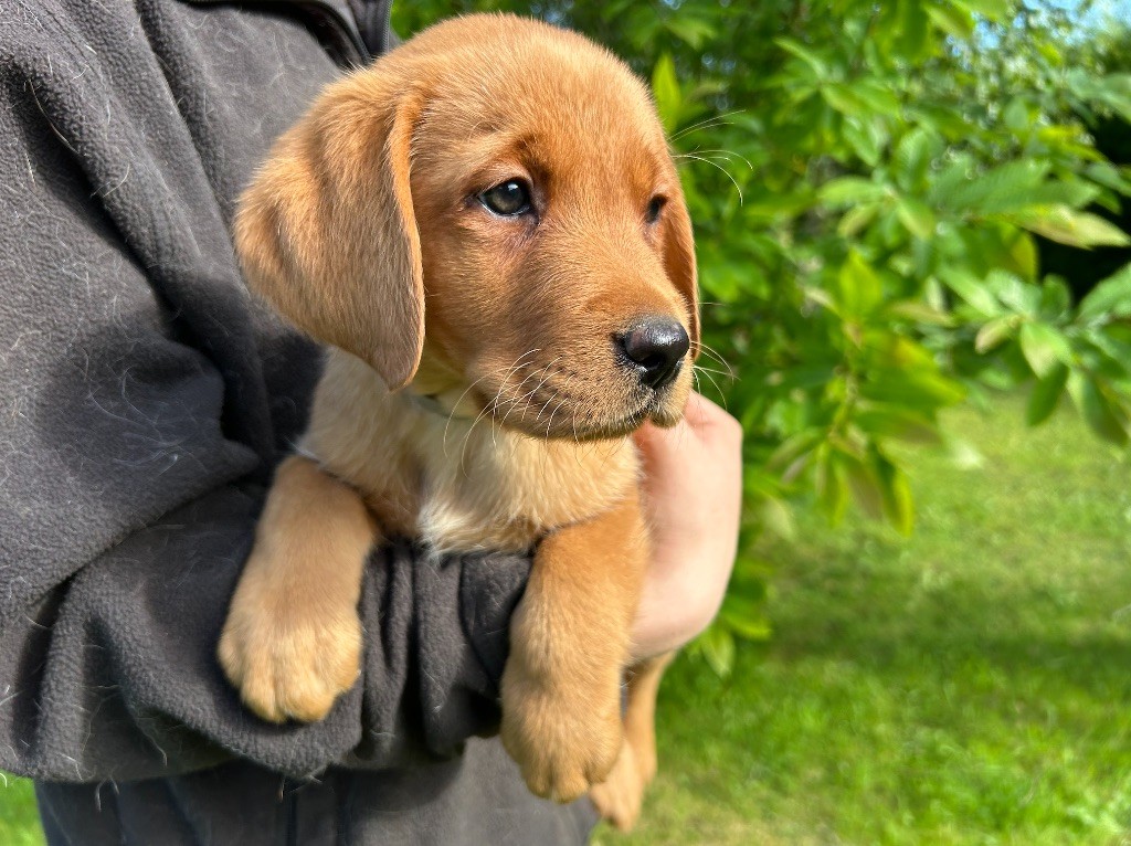De L'etang Des Vignerons - Chiots disponibles - Labrador Retriever